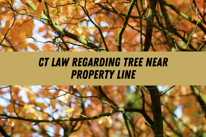 ct law regarding tree near property line
