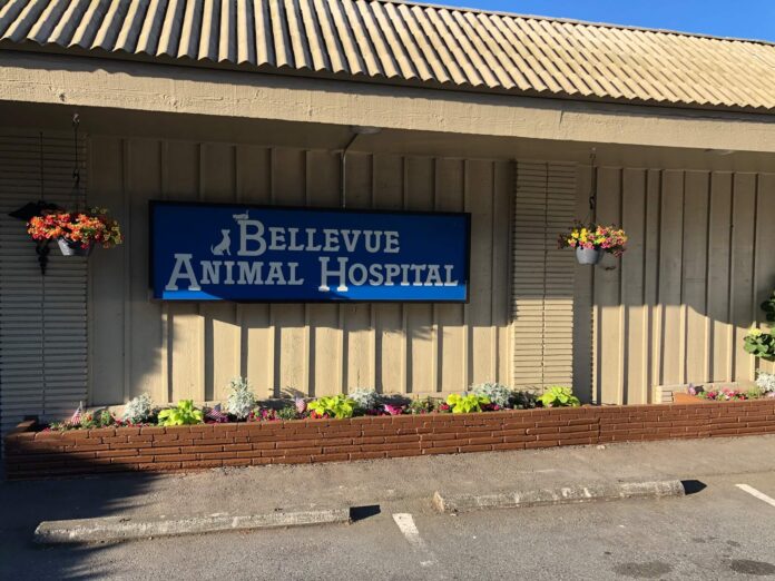 bellevue animal hospital