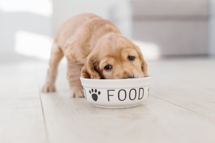 puppy food