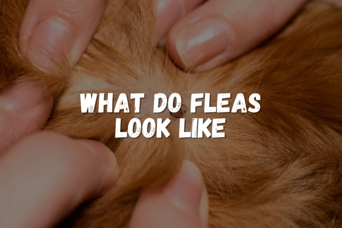 what do fleas look like